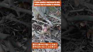 ママを見失う赤ちゃん猿（笑） / Baby monkey, looking for mommy（haha）. monpai monyet #ニホンザル #snowmonkey