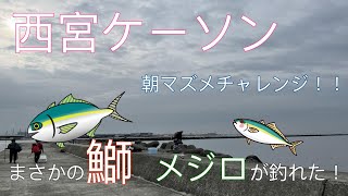 【ショアジギング】西宮ケーソン　鰤にメジロが市街地から30分で釣れる超大型堤防！！朝まずめチャレンジ！！