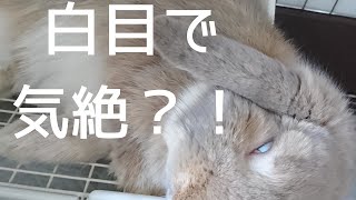 うさぎが白目で気絶？コテンとひっくり返るのに失敗！変顔連発