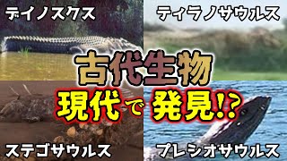 【睡眠用】カメラが捉えた! 古代生物の生存説総集編part2【ゆっくり解説】【デイノスクス、ヴェロキラプトル、プレシオサウルス、ステゴサウルス、ティラノサウルス】