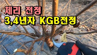 KGB 수형 러시아8호 3년차 전정. (절단전정을 꼭 해야 하나?)