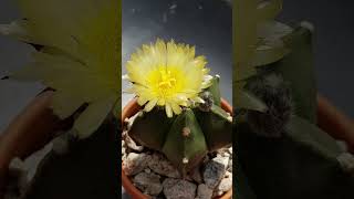 Take a minute to enjoy! Cactus flowers galore! #shorts #cactusbloom #cactusflower #cacti #relax