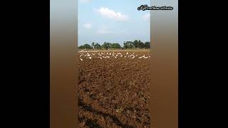 தோட்டத்தில் மடையான் கூட்டம் 😍❤️| crane birds in our garden | @Katrathanvilaivu