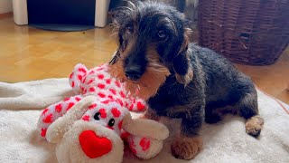 Dachshund Teddy's cuddly friend has a big surprise 😂