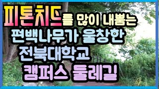 항암물질인 피톤치드를 많이 내뿜는다는 편백나무숲이 울창한 전북대학교 캠퍼스 둘레길