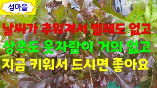 꽃보다 상추 60                                        비밀의 야채 계단에서 자라고 있는 채소들👉꼭 키워서 드세요 😀