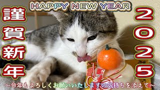 【新年】謹賀新年2025🎍〜今年もよろしくお願いいたしますの気持ちを添えて〜《うさぎ×猫🐱🐰》※無音:映像テロップのみ