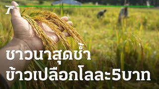 ชาวนาสุดช้ำ ราคาข้าวถูกกว่าบะหมี่กึ่งสำเร็จรูป | 04-11-64 | ข่าวเที่ยงไทยรัฐ