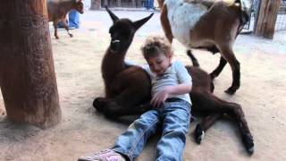 Jealous Goat Poops Next to a Girl Cuddling with Llama