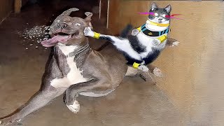 The Funniest Animals 2024 🤣 A Compilation of The Funniest Moments of Animals PART 28