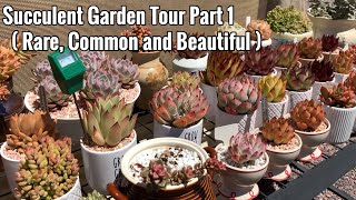 Succulent Garden Tour Part 1 ( Rare, Common and Beautiful )