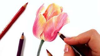 Drawing a tulip with Colored Pencils!
