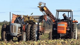 Fiat 500 harvesting sugarbeets w/ Old 1-row sugar beet picker | DK Agriculture \u0026 Antique Farming