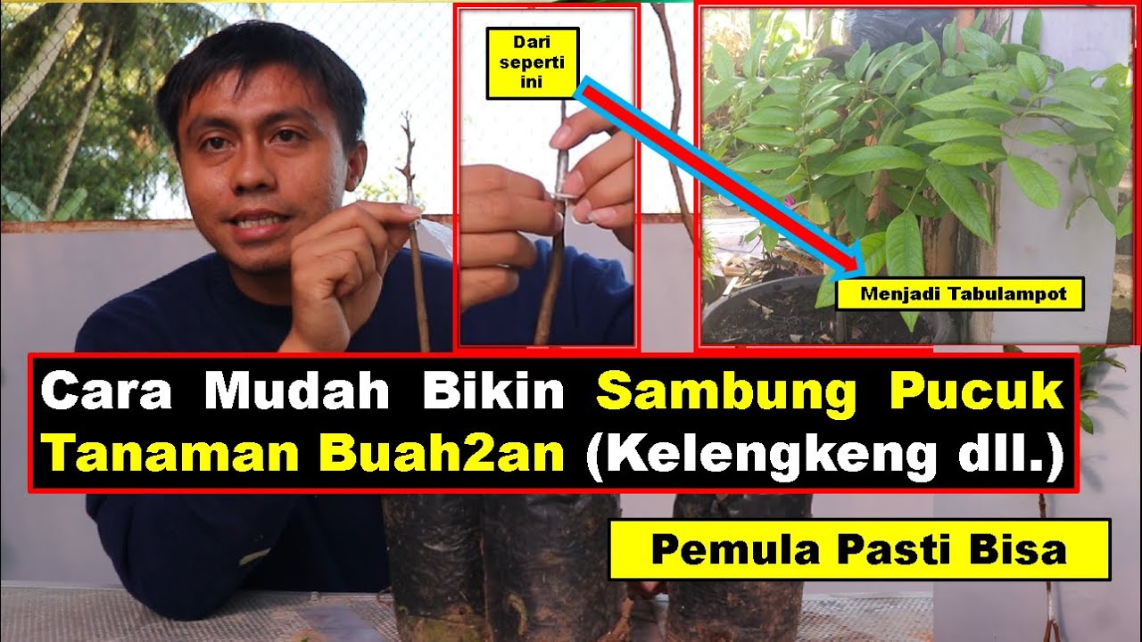 Cara Sambung Pucuk Kelengkeng Untuk Pemula - YouTube