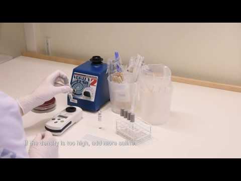 How is yeast inoculum prepared for fermentation?