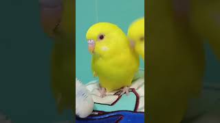 仲良し兄弟　#セキセイインコ