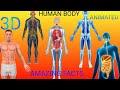 explain human body in English