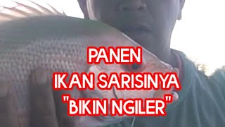 Sabiki Rintak, Strike Ikan Sarisi Bikin Ngiler