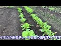 【１０月・家庭菜園】秋冬野菜の顔ぶれが出揃い始めました！小さな畑が賑やかになり始めてます！