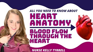 Blood Flow Through the Heart | Heart Anatomy