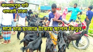 মাত্র চার হাজার টাকায় ছাগল কিনুন। কালামপুর হাট ধামরাই ঢাকা।