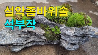 설악좀바위솔 석부작