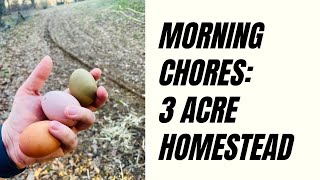 Morning Chores on a 3 Acre Homestead