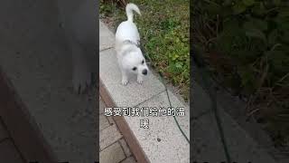 流浪動物救助老姜： 被人虐待的流浪狗找領養#shorts