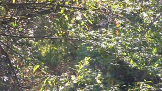 Tenkara, Small Stream fly-fishing