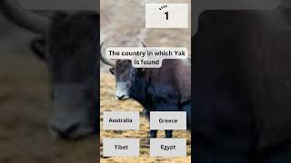 The country in which Yak is found? (Quiz)-YouTube Shorts