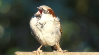 House Sparrow Bird In 4k 16/01/25 Slow Motion