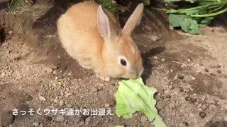 ウサギたちの待つ大久野島へ