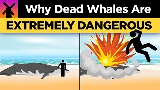 Why You Shouldnt Ever Touch A Dead Whale