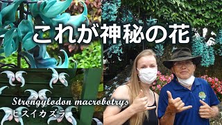 【沖縄】宝石のヒスイのように色鮮やかなヒスイカズラ。見学に行ってきました。