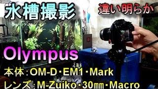 水槽映像　EM1・MarkⅡ+Macroレンズで撮影しました。美しい映像をご覧あれ