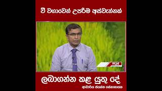 වී වගාවෙන් උපරිම අස්වැන්නක් ලබාගන්න කළ යුතු දේ...