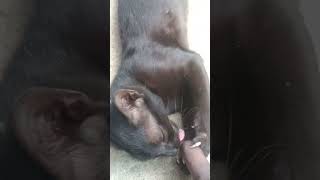 ഇപ്പോഴും അവൻ പൊടികുഞ്ഞ് തന്നെ #cat #ytpets #funny #ytcat #catvideos