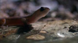 Life - Brazilian Pygmy Gecko