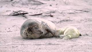 Kegelrobbe - Gray Seal - Halichoerus grypus