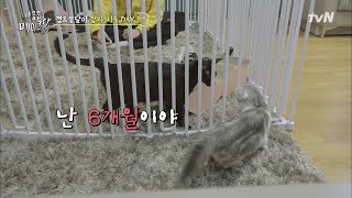 간식을 먹으러갔는데.. 이상한 놈이 있다!!!!!! | 냐옹은 페이크다 Decoding Meow EP.1