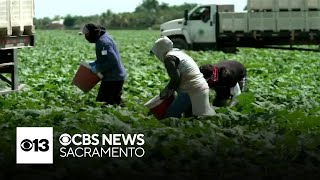 How undocumented immigrants find work on California farms