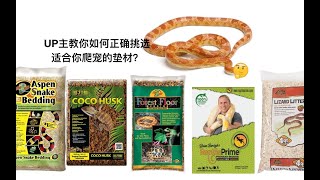 【爬宠垫材试验分析】+up主带你逛美国的宠物店