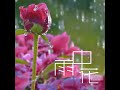 雨中花