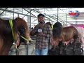 হাতির চেয়ে গরু বড় । biggest cow in bangladesh । qurbani goru । the news