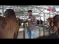 হাতির চেয়ে গরু বড় । biggest cow in bangladesh । qurbani goru । the news