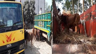 গরু পরিবহনের যাবতীয় তথ্য || আমবাড়ী হাট থেকে দেশের বিভিন্ন প্রান্তে পরিবহন এর সুবিধা অসুবিধা।