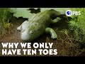Why We Only Have Ten Toes (It's a Long Story)