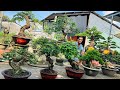 Van An 5/11 exchanges many types of Bonsai for Yard and Table in all shapes #0774816331