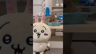 ちいかわうさぎと仲良くうたっちご飯【NO.538】 #bunny #うさぎ #ウサギ #rabbit #shorts #ちいかわ