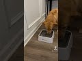 the lumoleaf water bowl is great for dogs that drink too fast.